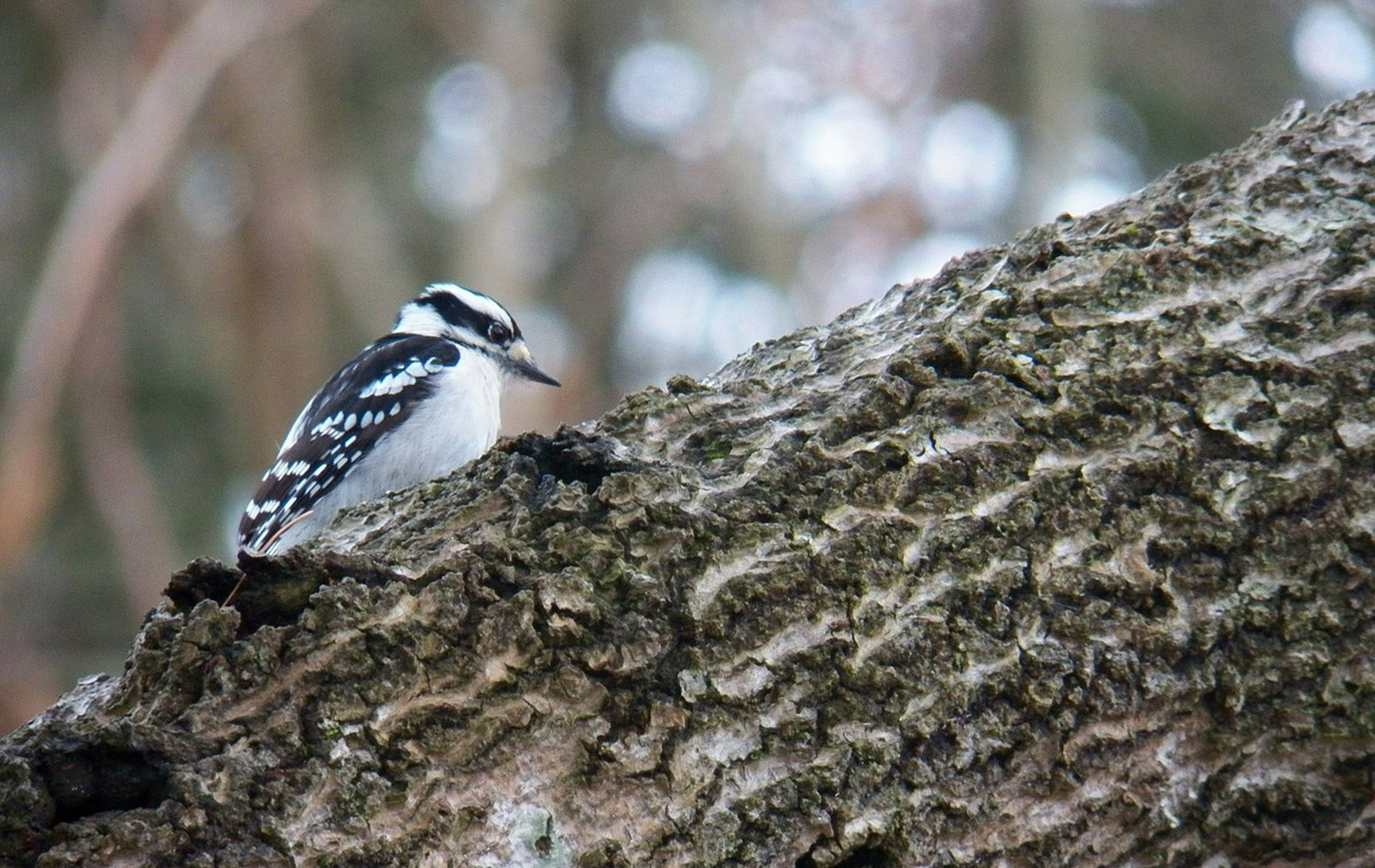 Woodpecker, Acadia National Park, Maine