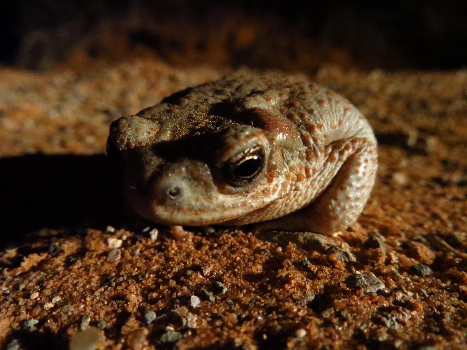 Red-spotted Toad | Photo Credit: Skeeze