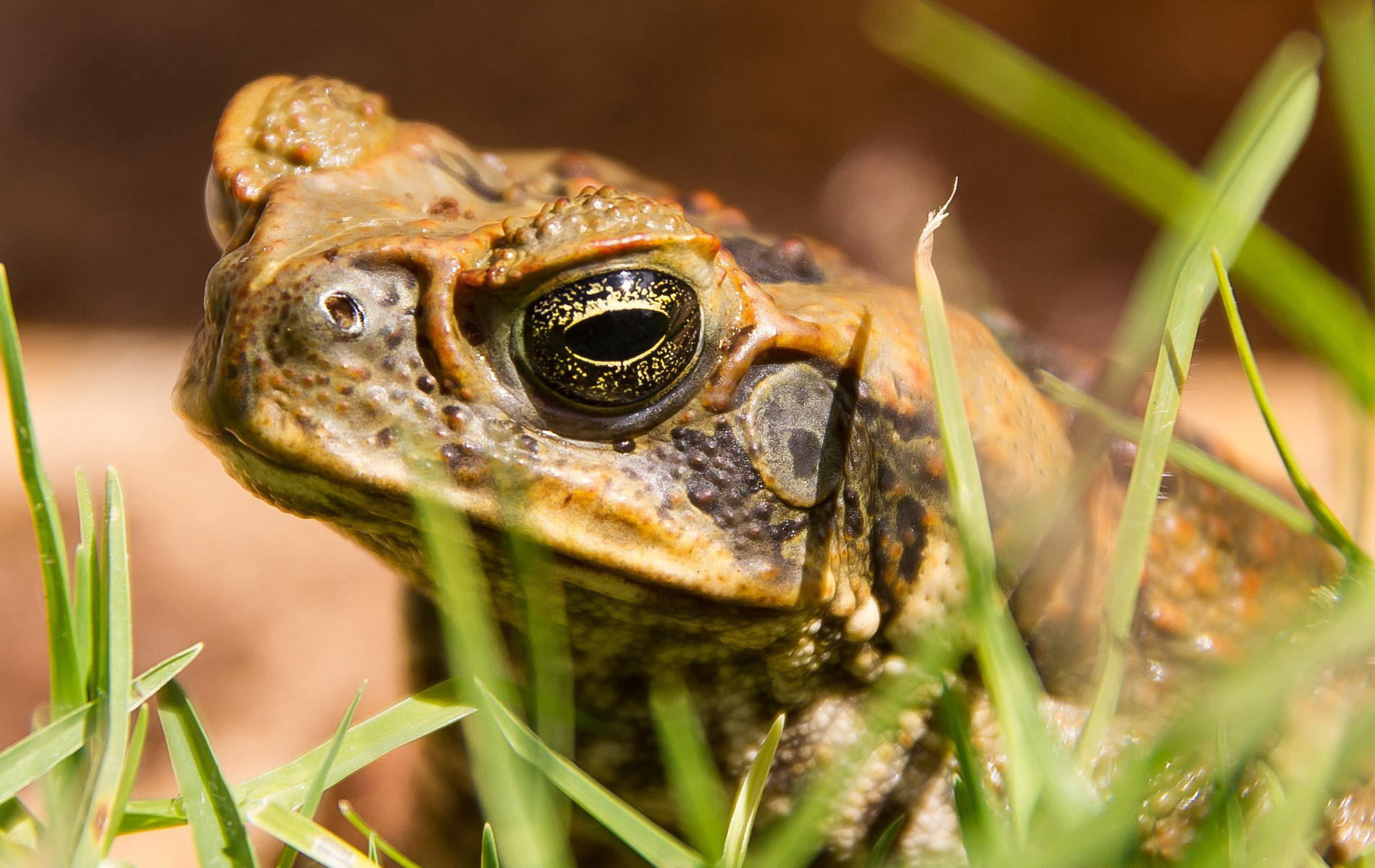 Marine Toad (aka Cane Toad)