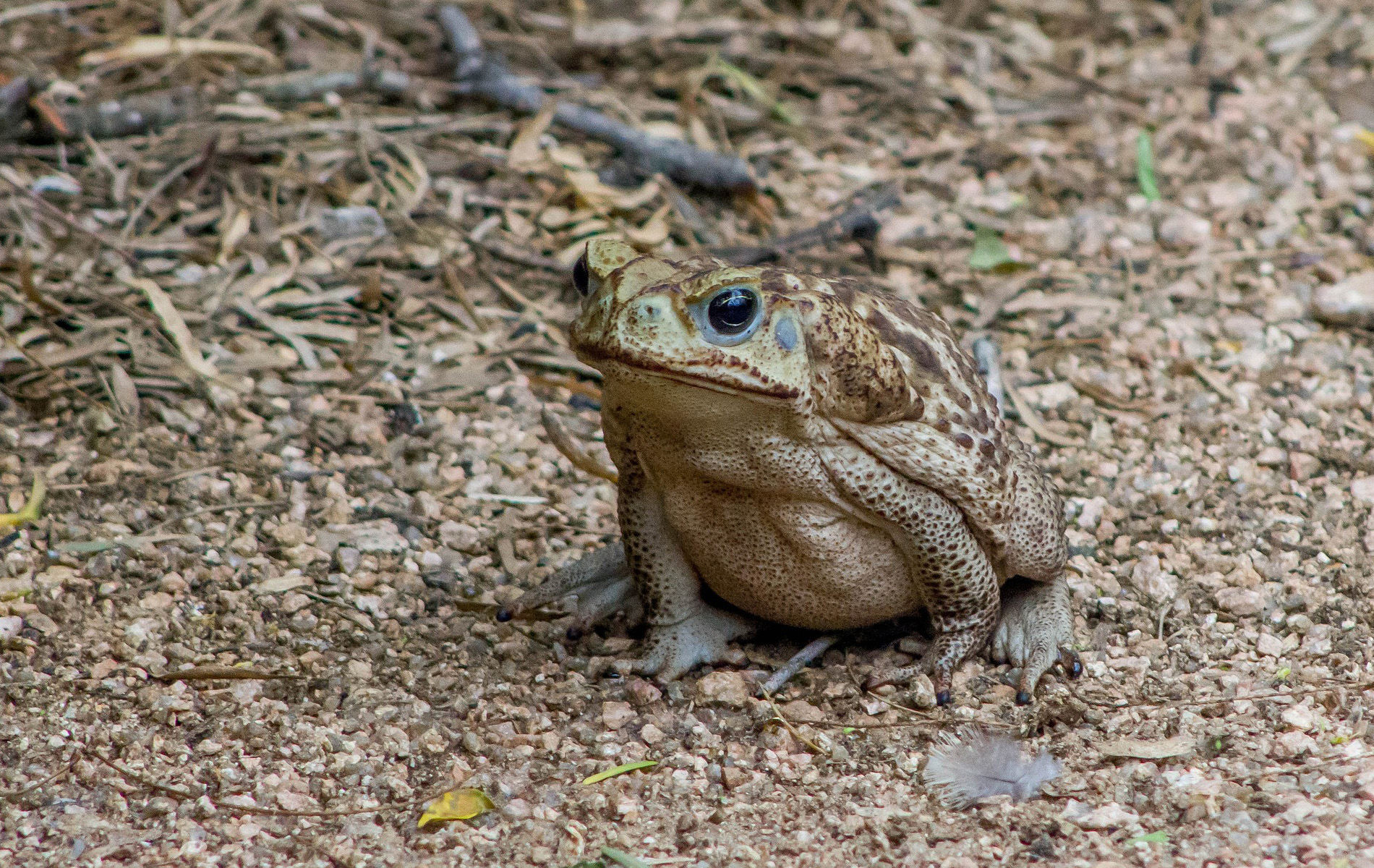 national-park-of-american-samoa-wildlife-national-park-photographer