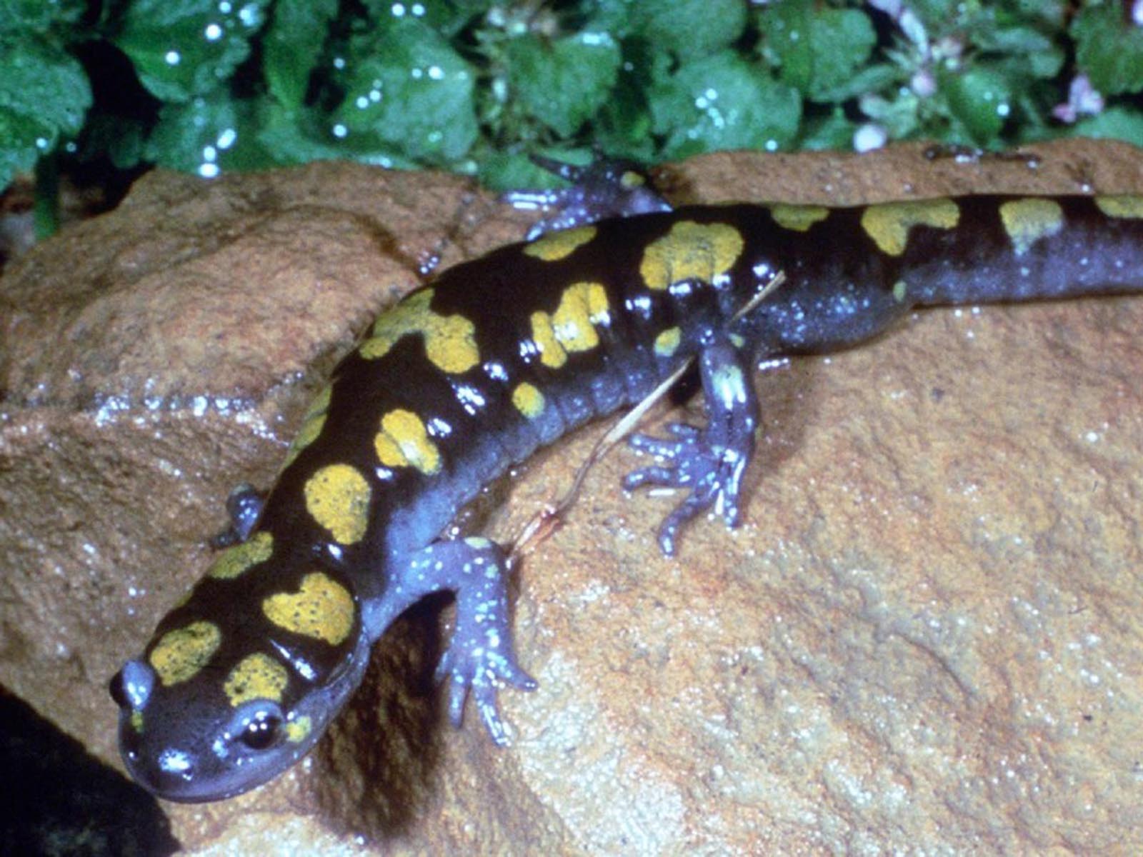 Spotted Salamander, Great Smoky Mountains National Park, Carolina/Tennessee | Photo Credit: NPS