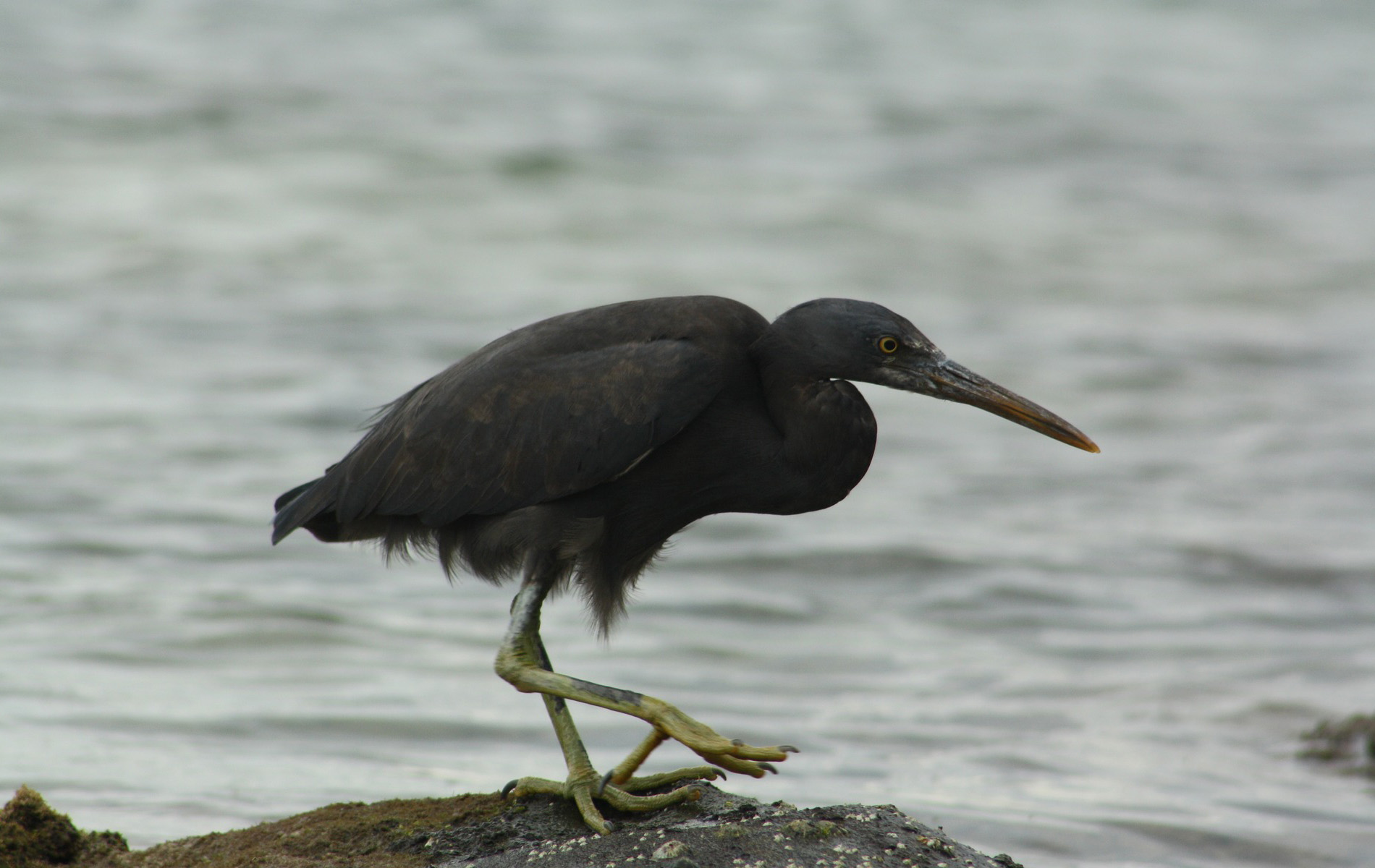 national-park-of-american-samoa-wildlife-national-park-photographer