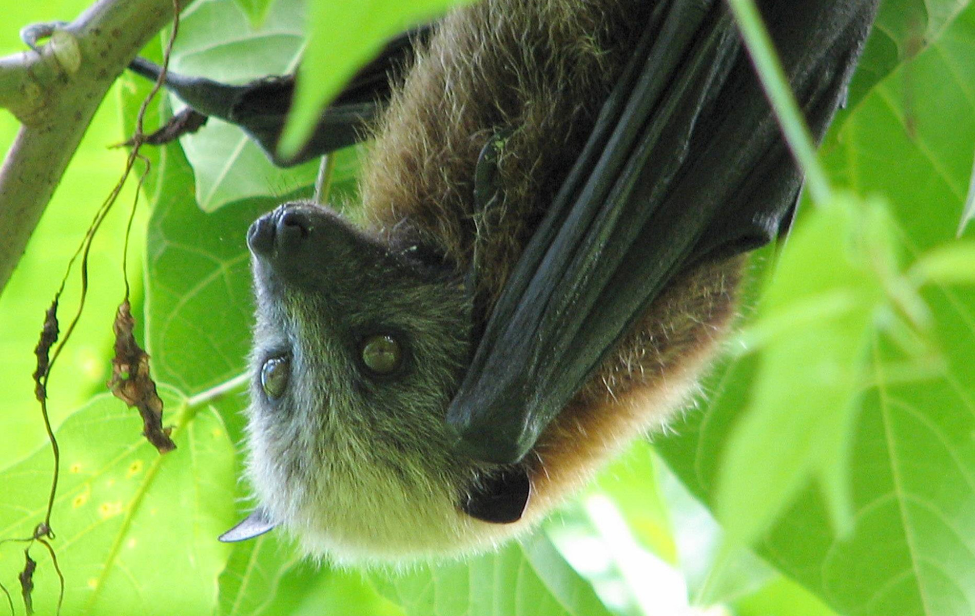 Samoa Flying Fox, National Park of American Samoa | Photo Credit: NPS