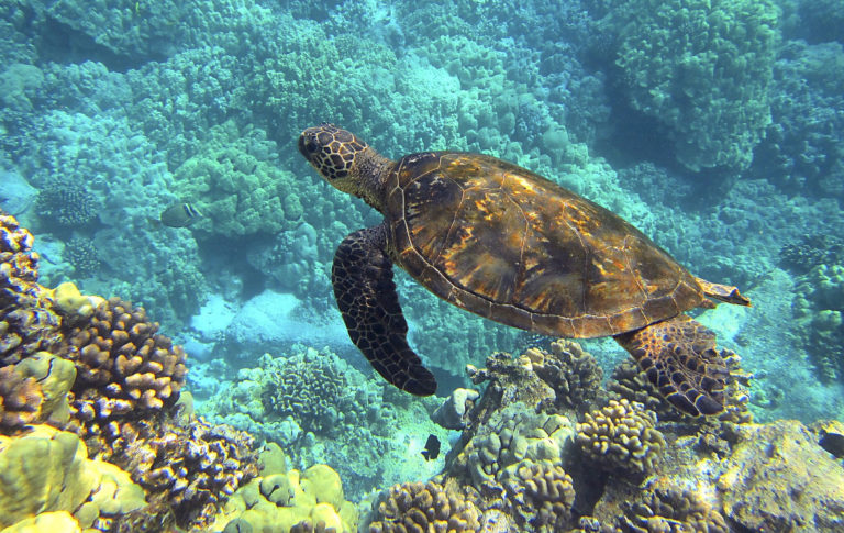 national-park-of-american-samoa-wildlife-national-park-photographer