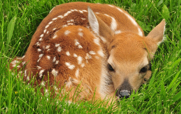 Acadia National Park Wildlife National Park Photographer