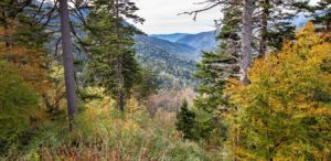 Newfound Gap Road, Great Smoky Mountains National Park, North Carolina/Tennessee | Photo Credit: Vezzani Photography