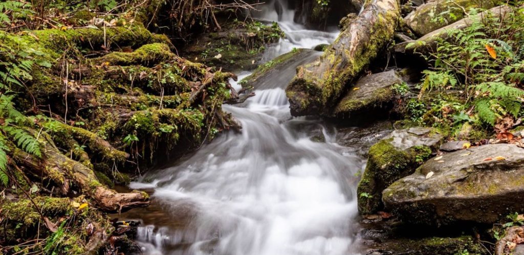 Roaring Fork Motor Nature Trail, Great Smoky Mountains National Park, North Carolina/Tennessee | Photo Credit:  Vezzani Photography