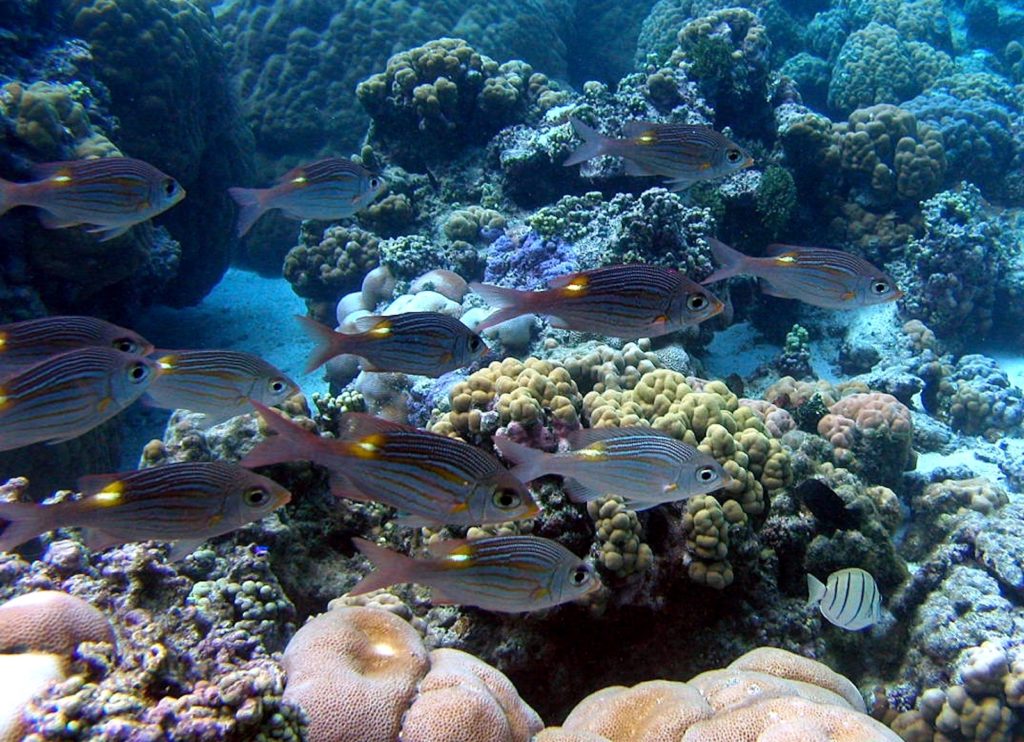 Snorkeling, Ofu Island, National Park of American Samoa