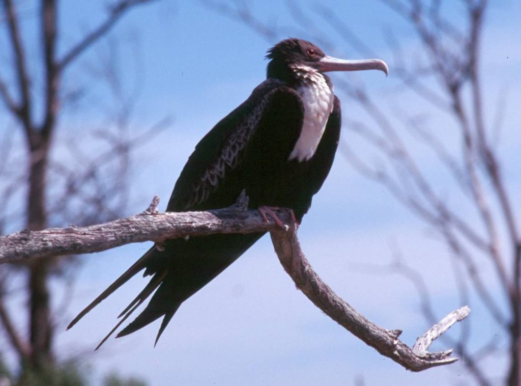 Lesser Frigate Bird, National Park of American Samoa