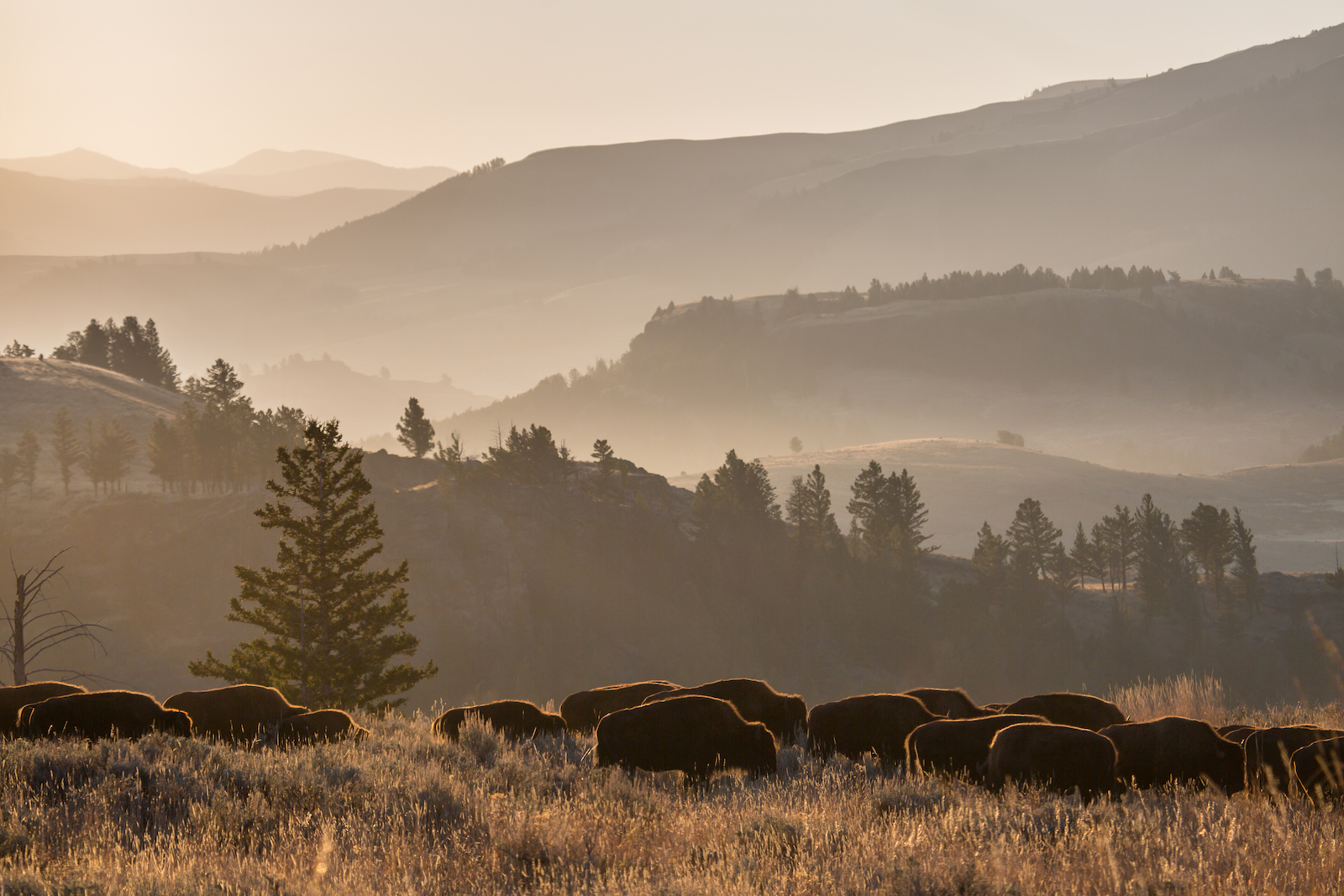 Bison grazing in Lamar Valley, Yellowstone National Park, Wyoming | Photo Credit: NPS