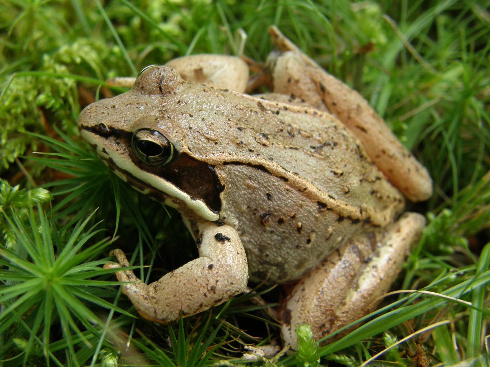 Коричневая лягушка фото