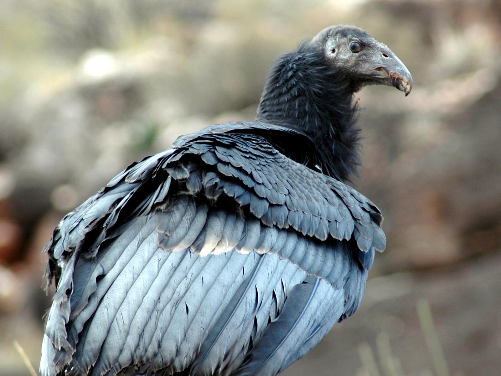 Condor Fledged at Grand Canyon, Grand Canyon National Park, Arizona | Photo Credit: Chad Olson, NPS