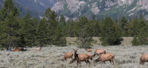 Elk Grazing, Grand Teton National Park, Wyoming | Photo Credit: NPS