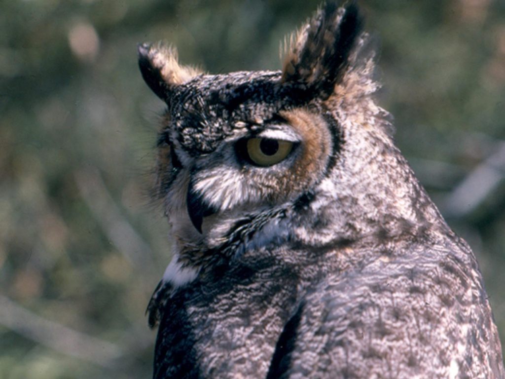 Great Horned Owl, Grand Teton National Park, Wyoming | Photo Credit: NPS
