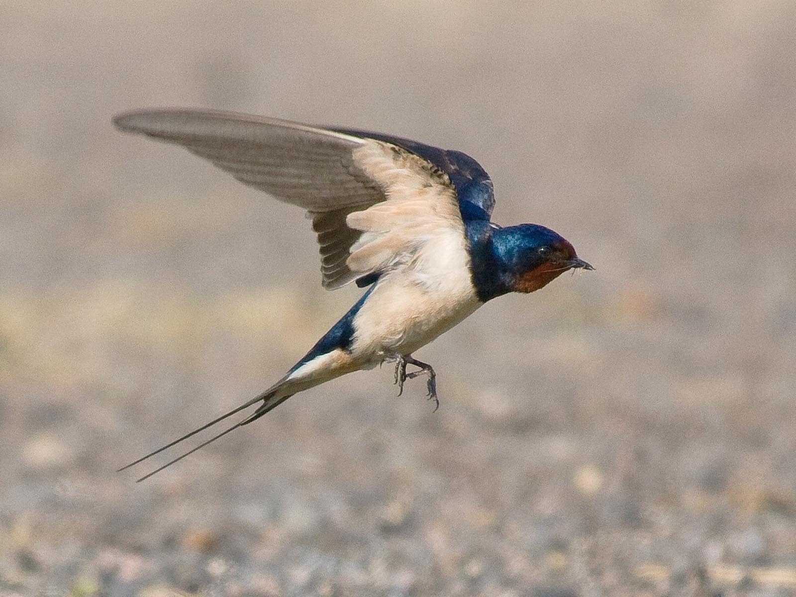 Barn Swallow | Photo Credit: Denise Coyle