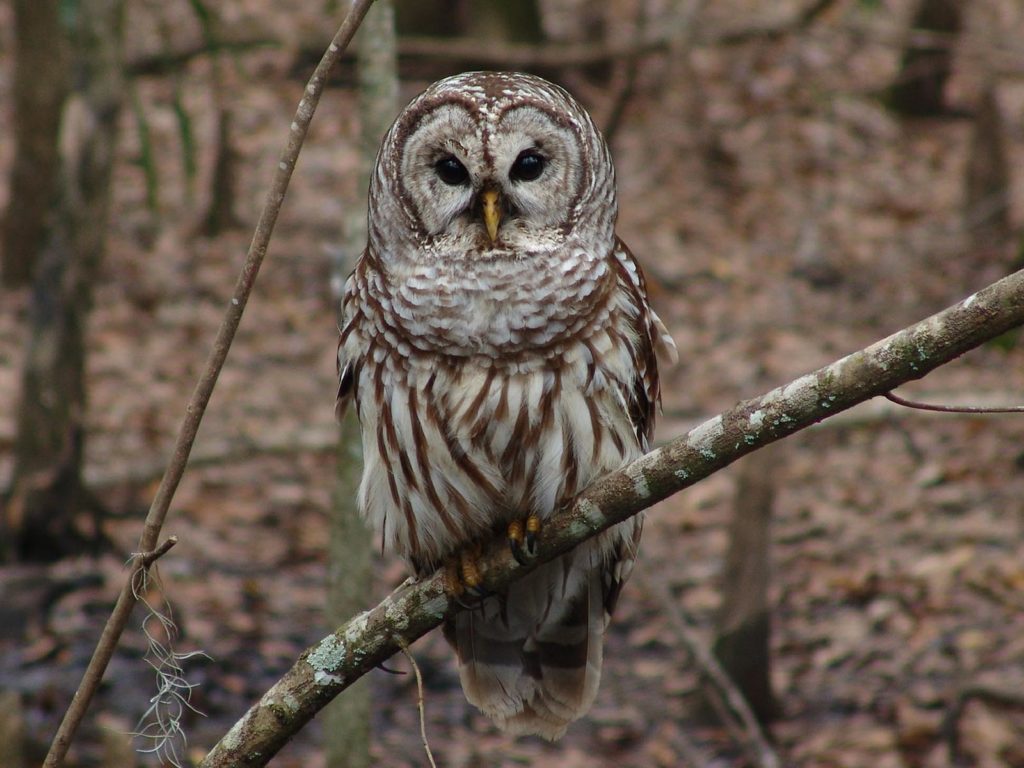 Barred Owl | Photo Credit: Skeeze