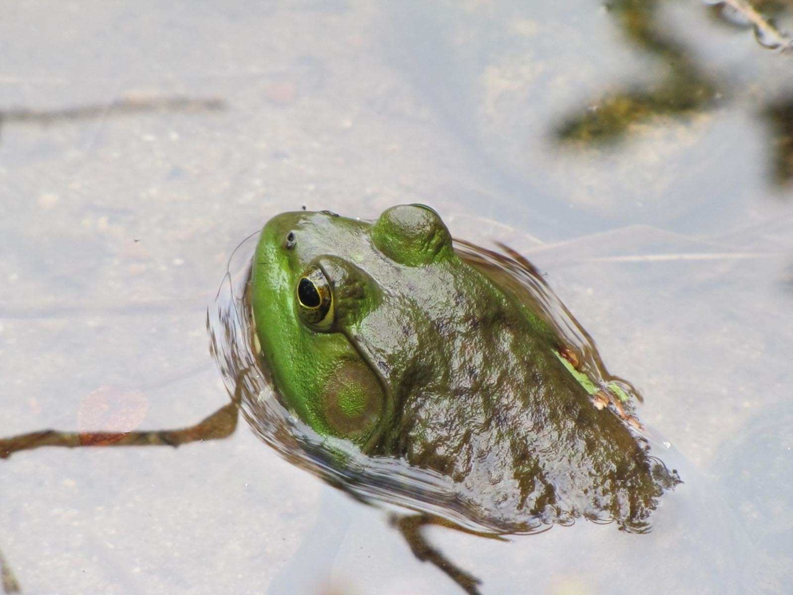 Bullfrog | Photo Credit: Virginia Allain