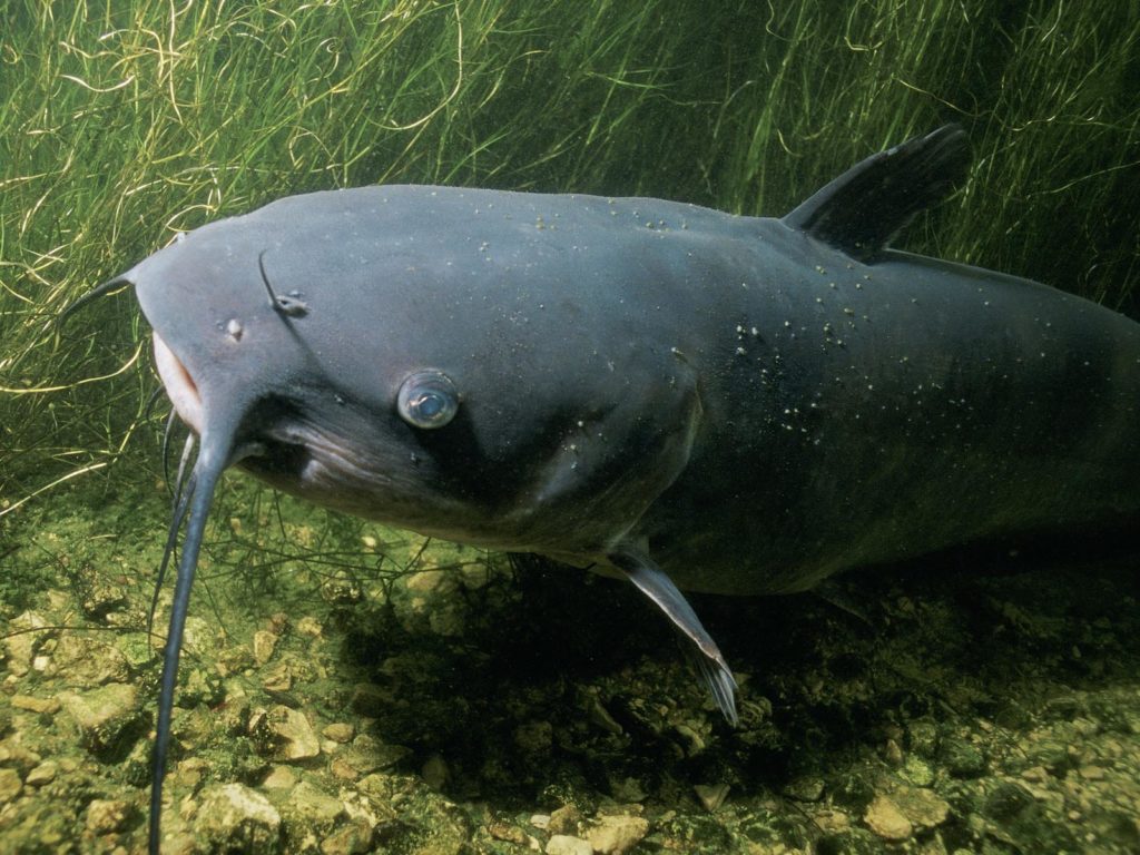 Channel Catfish | Photo Credit: Unknown