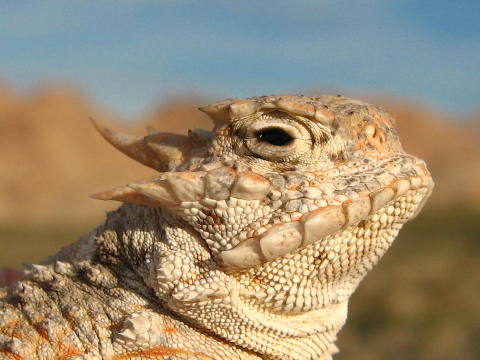 Desert Horned Lizard Profile | Photo Credit: Skeeze