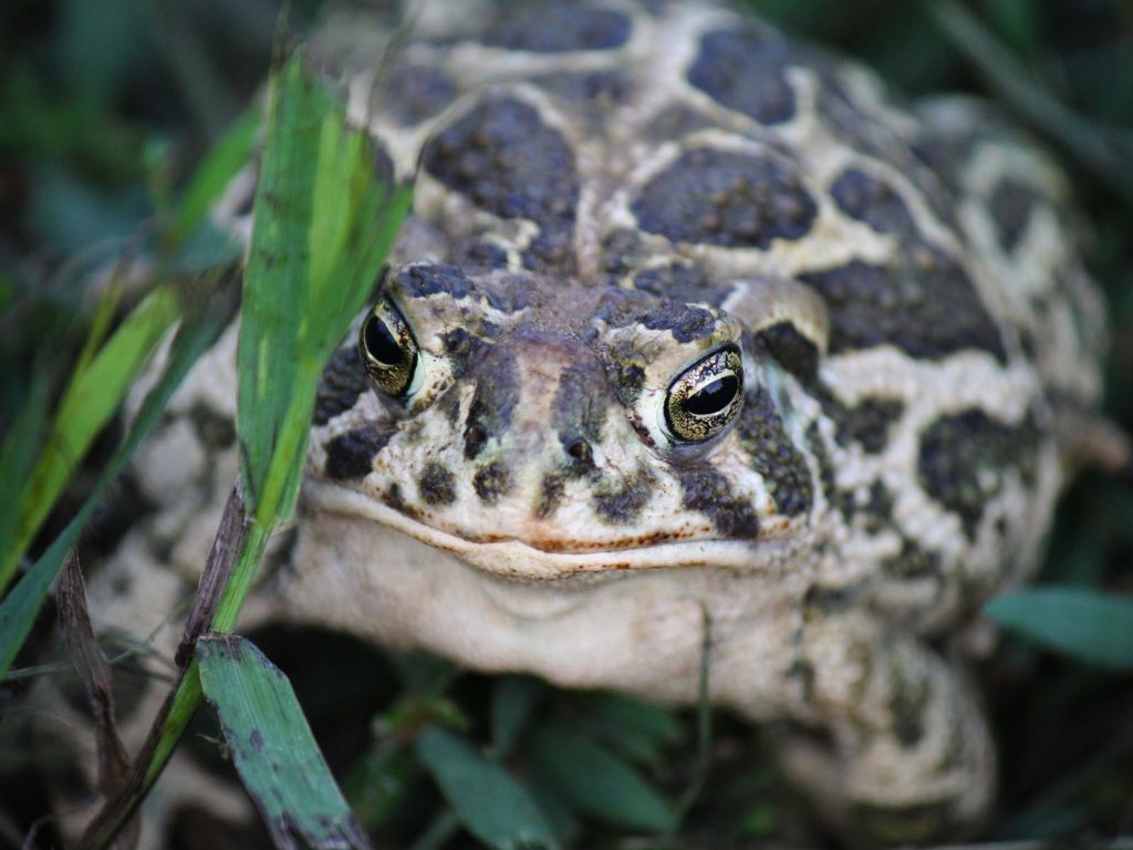 Great Plains Toad | Photo Credit: Jessica Rockeman