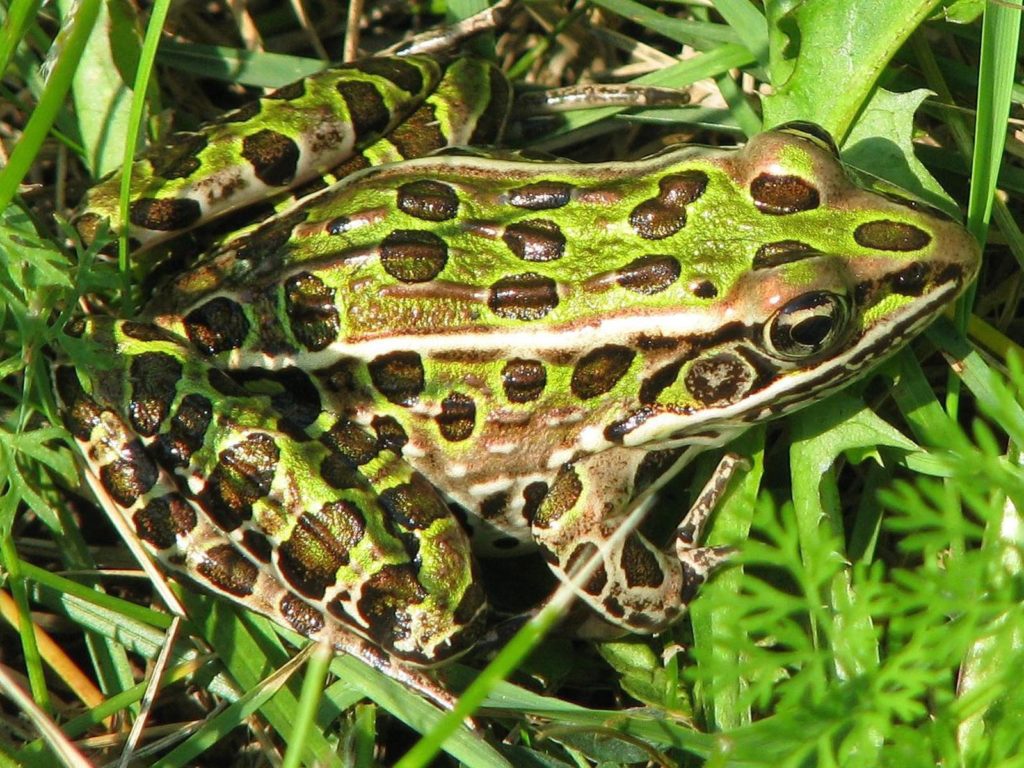 Northern Leopard Frog | Photo Credit: Bernell MacDonald