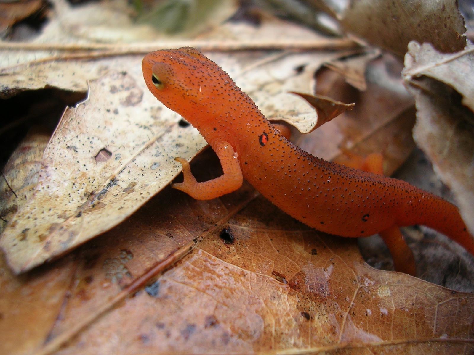 Red Spotted Newt | Photo Credit: Skeeze