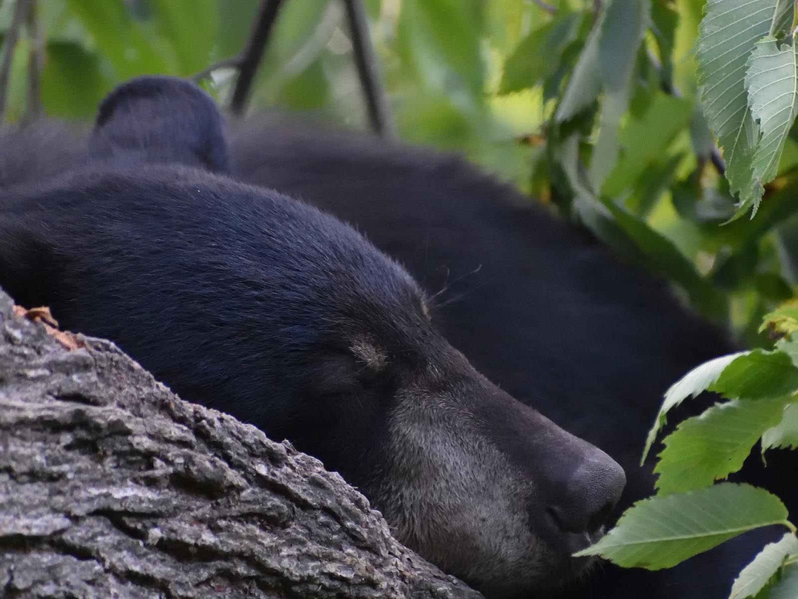 Sleeping Black Bear | Photo Credit: Jonathan Miller