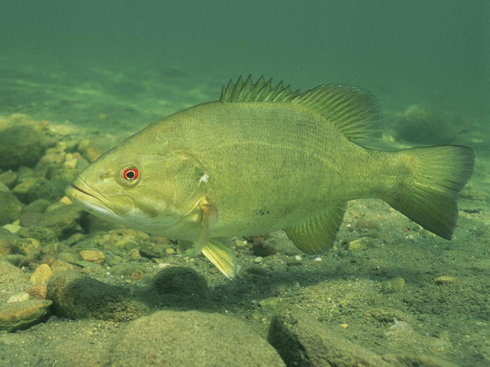 Smallmouth Bass | Photo Credit: Public Domain Images