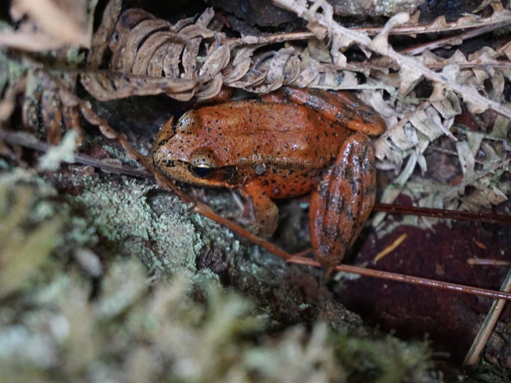 Frog in the Forest, Olympic National Park, Washington | Photo Credit: NPS