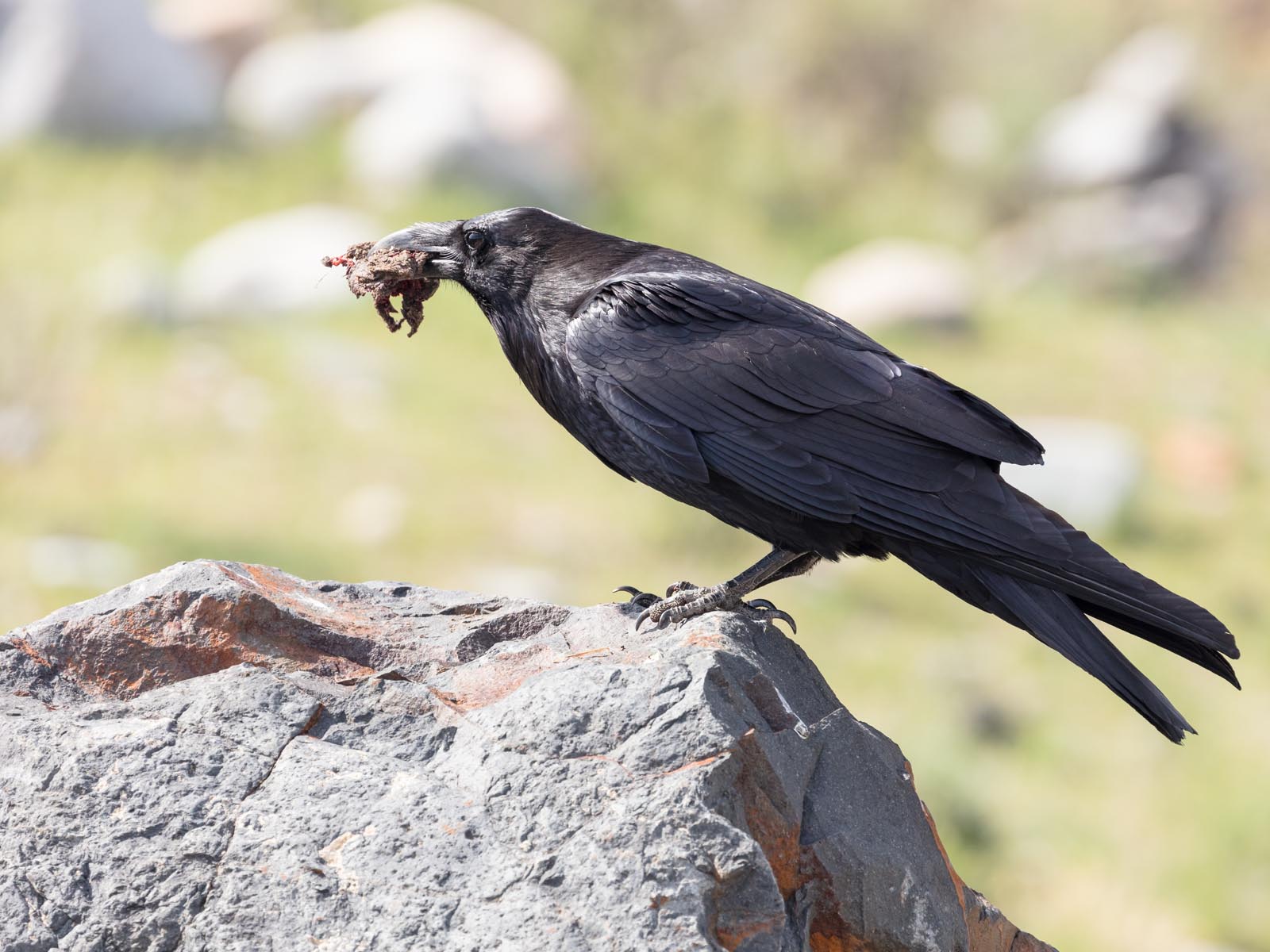 A Raven Scavenges a Frog, Yellowstone National Park, Wyoming | Photo Credit: Jacob W. Frank, NPS