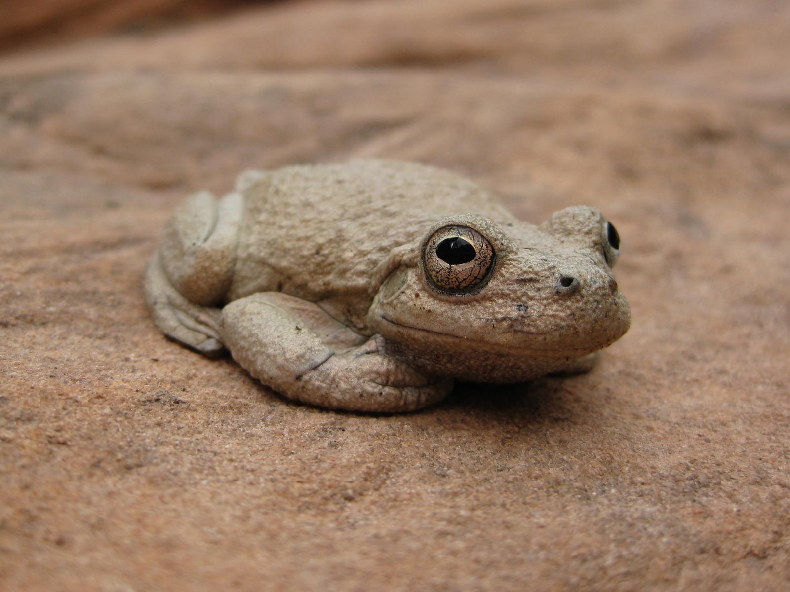 Canyon Treefrog, Zion National Park, Utah | Photo Credit: Caitlin Ceci, NPS