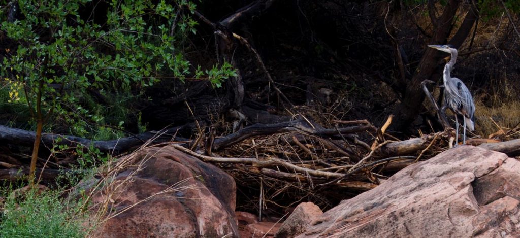 Great Blue Heron, Zion National Park, Utah | Photo Credit: Christopher Gezon, NPS