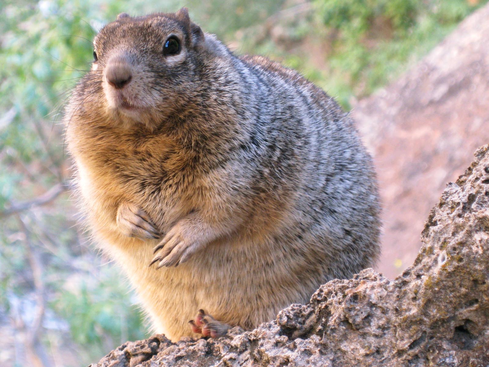 Overfed Rock Squirrel, Zion National Park, Utah | Photo Credit: Ellen Bennet, NPS
