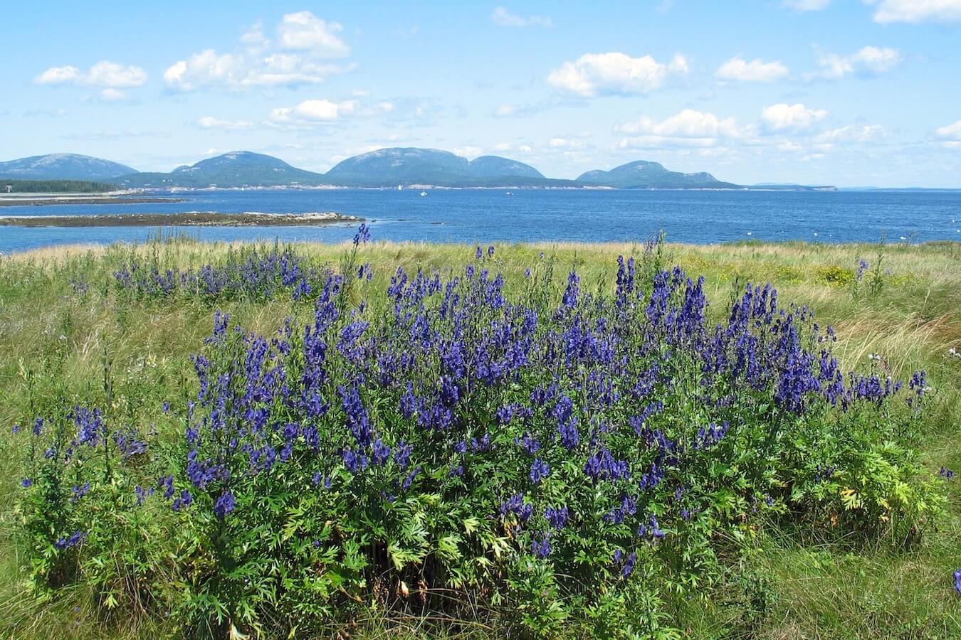 Baker Island, Acadia National Park, Maine | Photo Credit: NPS