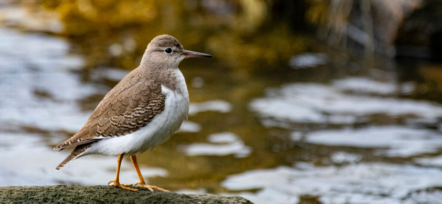 Spotted Sandpiper, Acadia National Park, Maine | Photo Credit: NPS / Jane Gamble