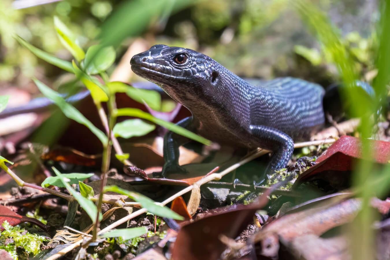 Black Skink on Tutuila, National Park of American Samoa, American Samoa | Photo Credit: Shutterstock / BlueBarronPhoto