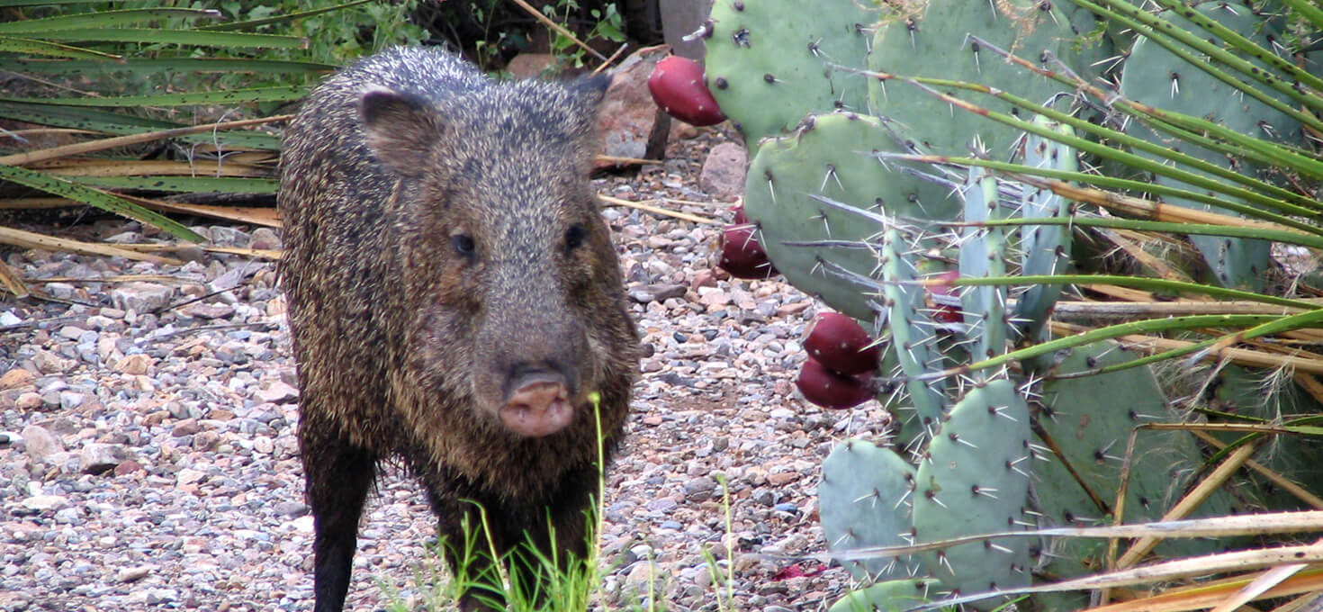 Javelina, Big Bend National Park, Texas | Photo Credit: NPS / Jennette Jurado