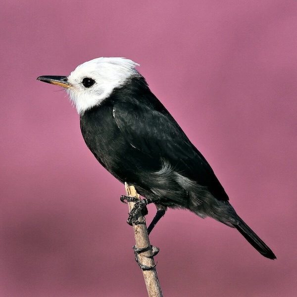 White-headed Marsh Tyrant, Brazil | Photo Credit: Vella Torvik