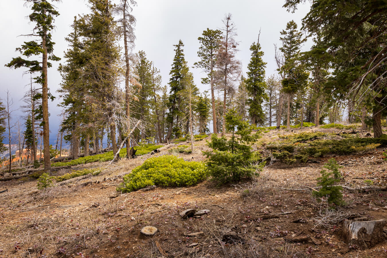 Bristlecone Loop Trail, Bryce Canyon National Park, Utah | Photo Credit: Vezzani Photography