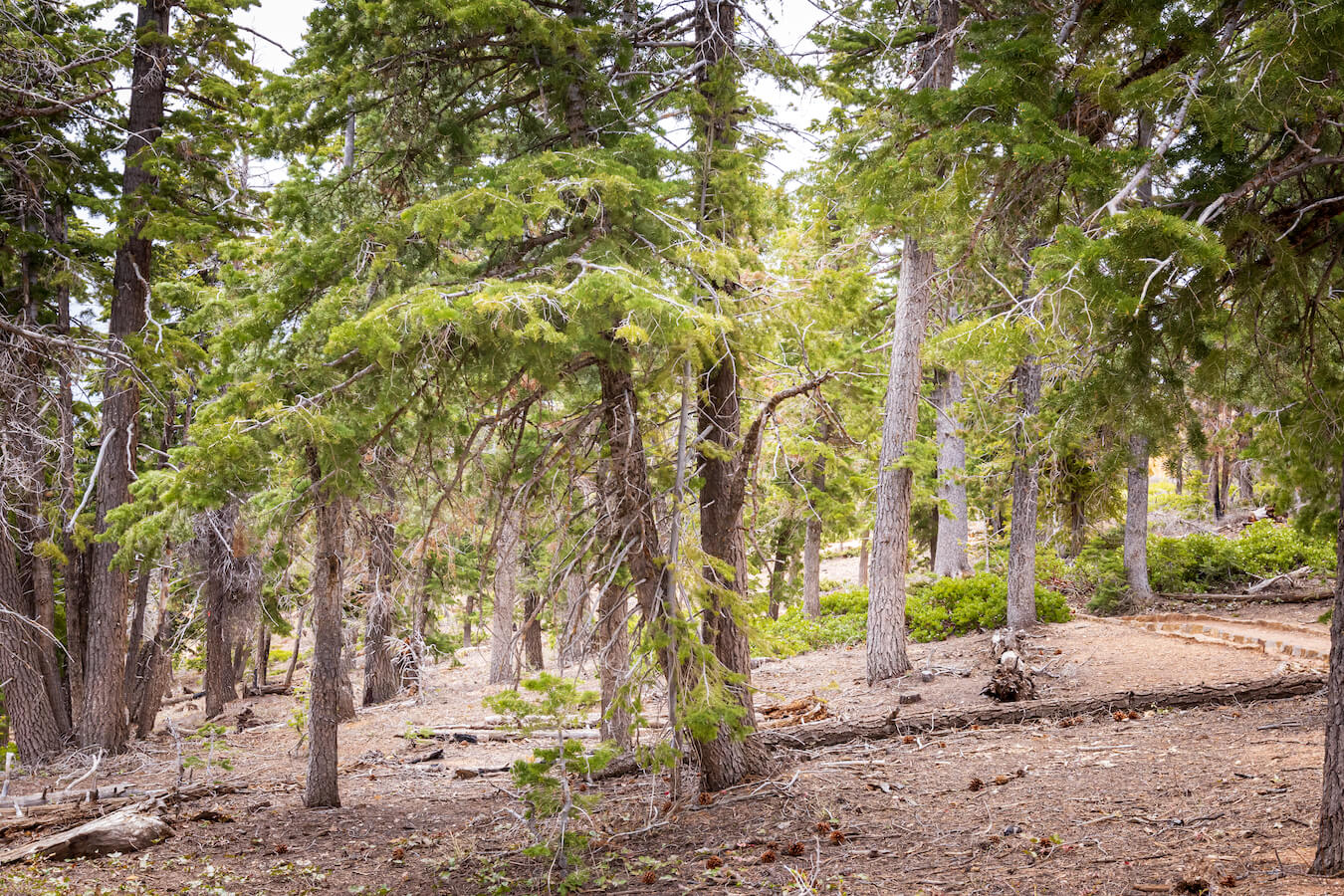 Bristlecone Loop Trail, Bryce Canyon National Park, Utah | Photo Credit: Vezzani Photography