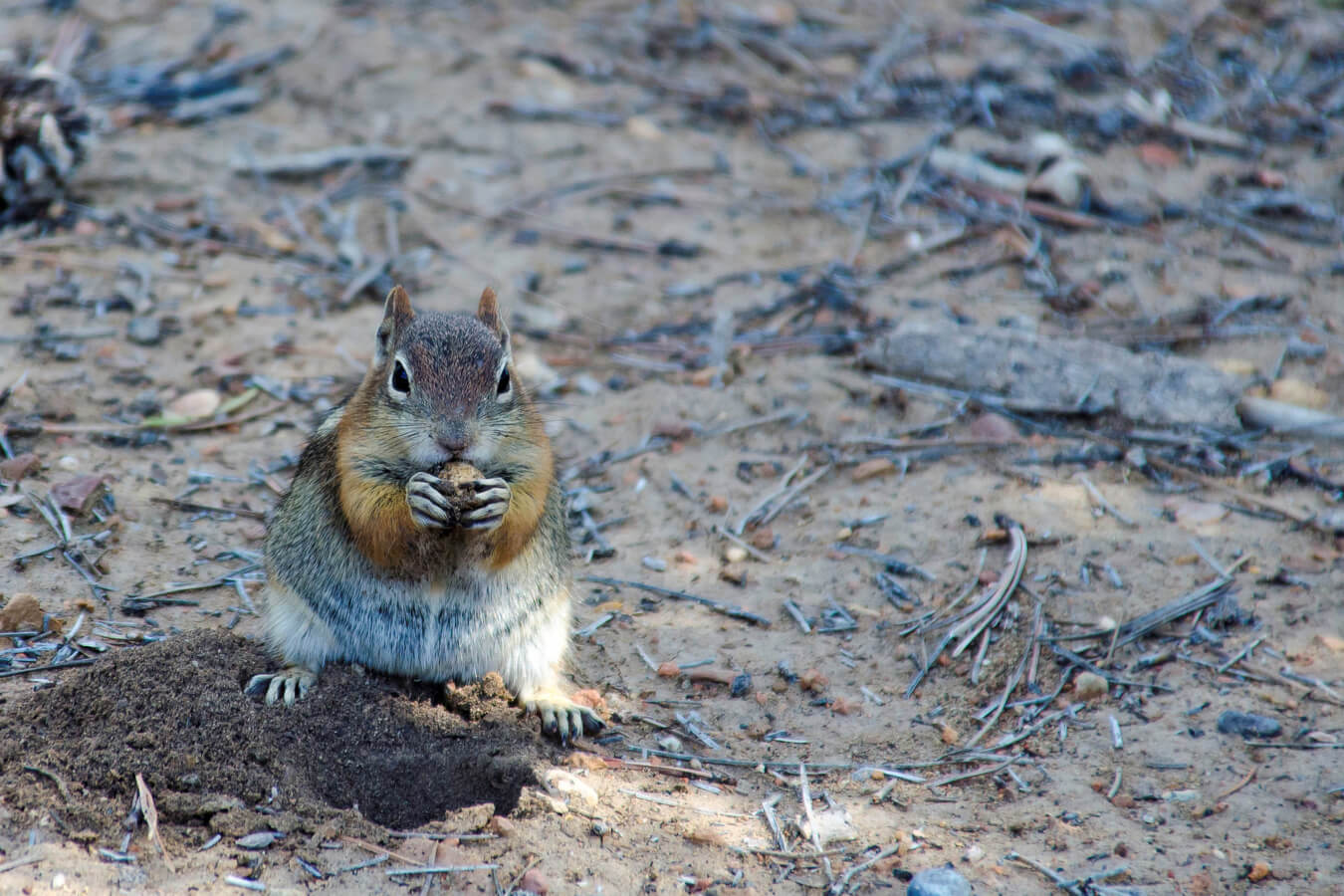 Golden-mantled Squirrel, Bryce Canyon, Utah | Photo Credit: Pixabay