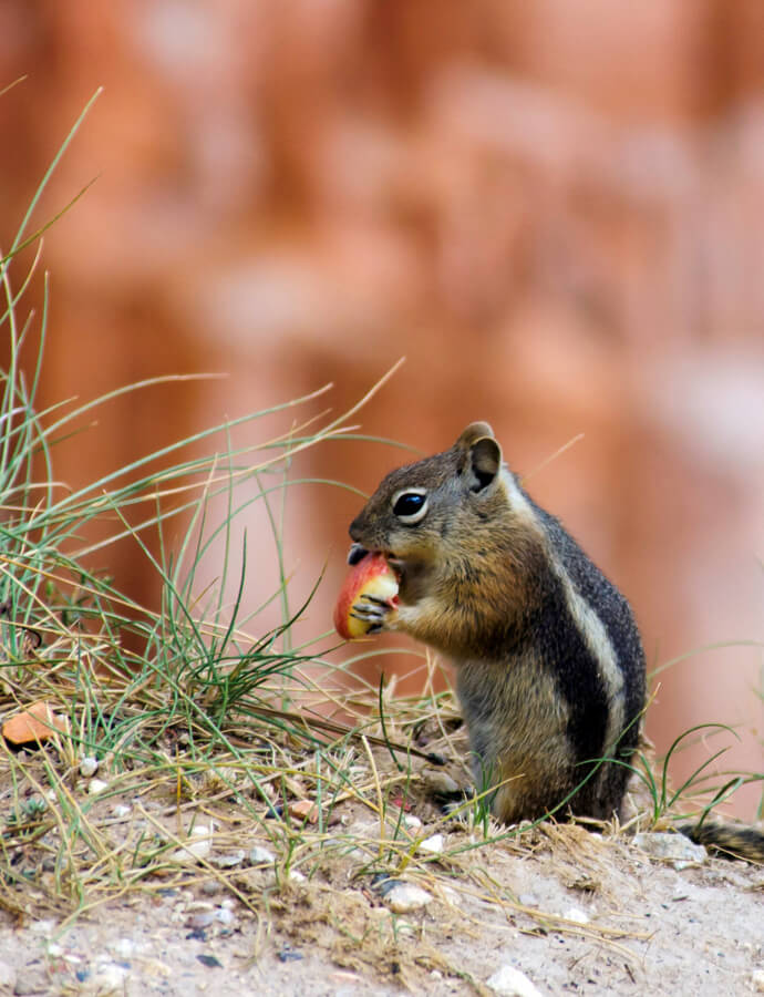 Golden-mantled Squirrel with Apple, Bryce Canyon, Utah | Photo Credit: Pixabay