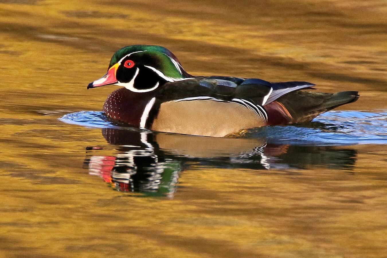 Wood Duck, Drake, California | Photo Credit: Vella Torvik