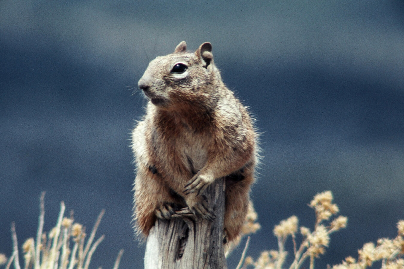 Rock Squirrel, Capitol Reef National Park, Utah | Photo Credit: NPS