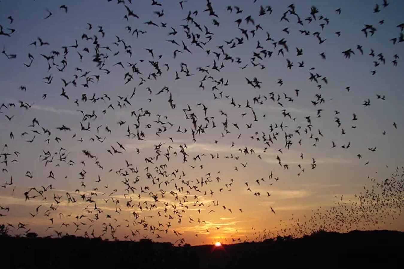 Bat Flight Program, Carlsbad Caverns National Park, New Mexico | Photo Credit: NPS / Nick Hristov