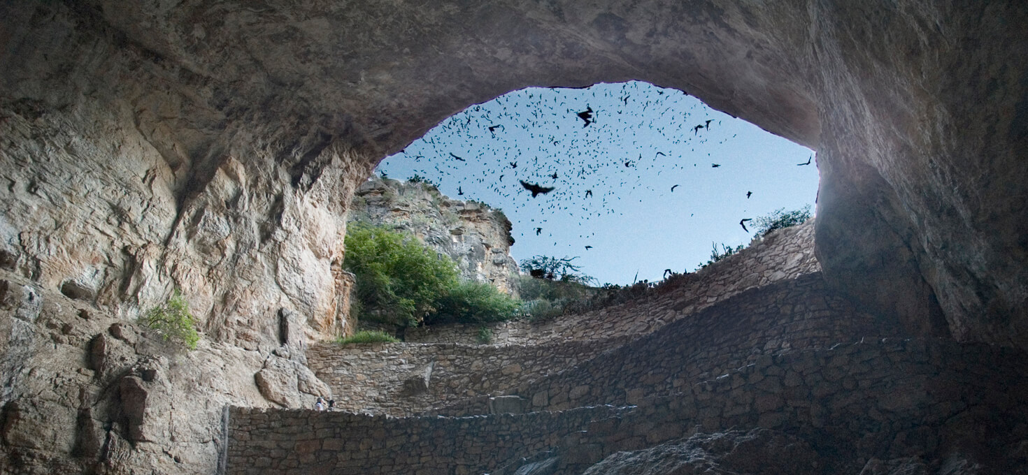 Carlsbad Caverns National Park Wildlife