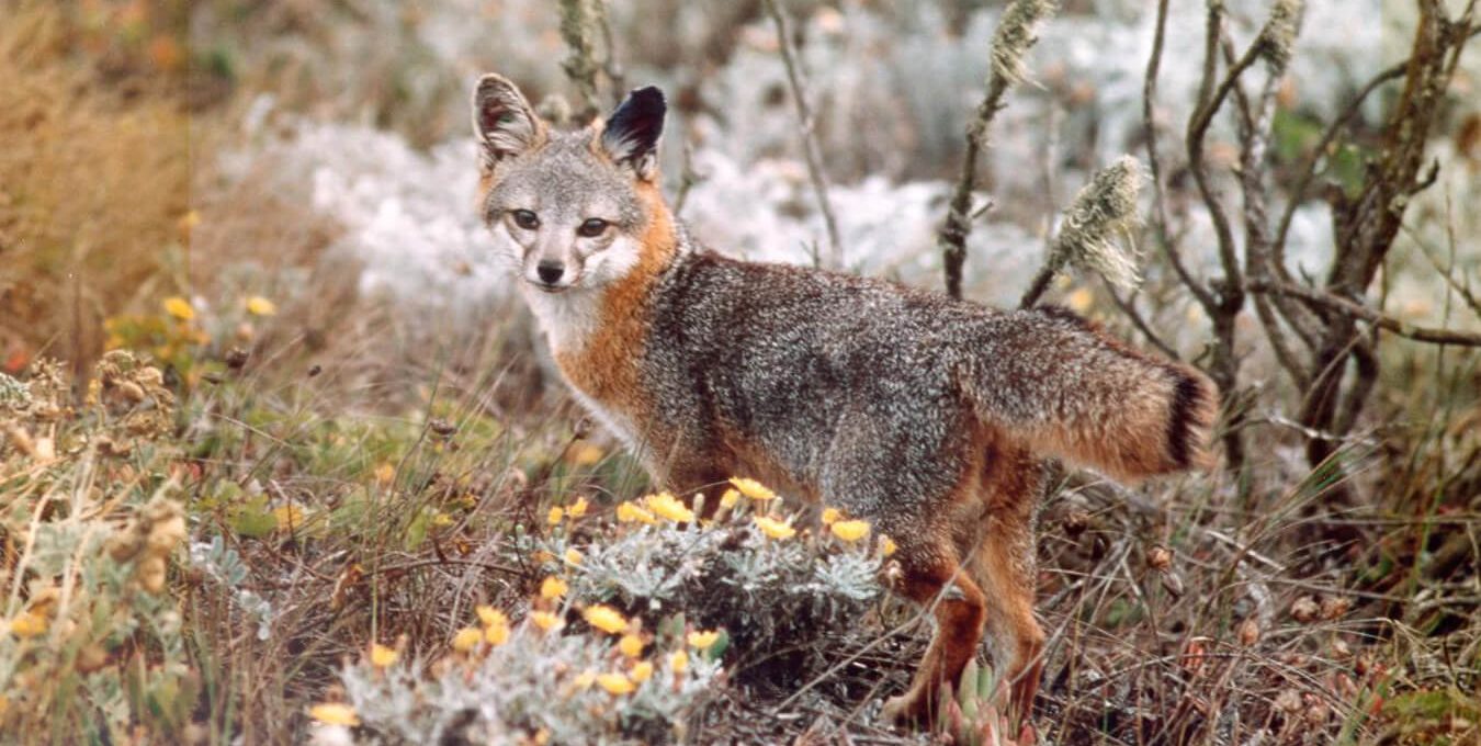 Channel Islands National Park Wildlife National Park Photographer