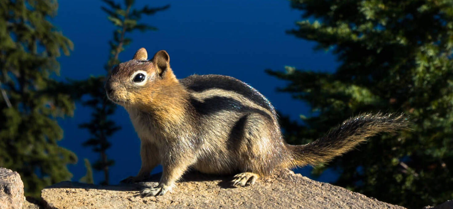 Golden-mantled Squirrel, Crater Lake National Park, Oregon | Photo Credit: Shutterstock / Victoria Ditkovsky