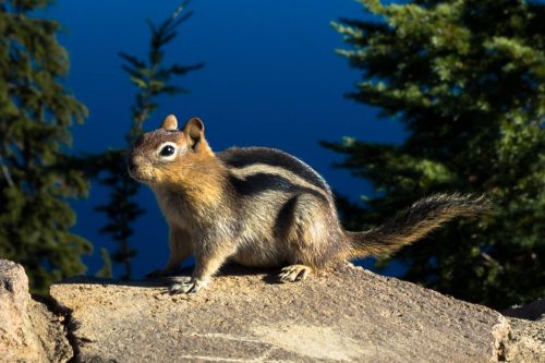 Golden-mantled Squirrel, Crater Lake National Park, Oregon | Photo Credit: Shutterstock / Victoria Ditkovsky