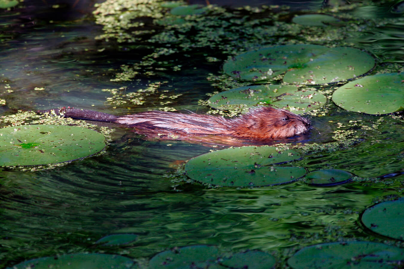 Beaver Swimming, Cuyahoga Valley National Park, Ohio | Photo Credit: NPS